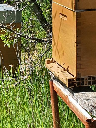 Miel - Honig - Honey